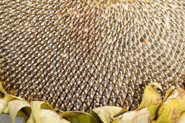 büyük ayçiçeği çekirdeği ile kulak