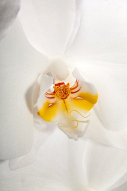 izole siyah üzerine beyaz orkide