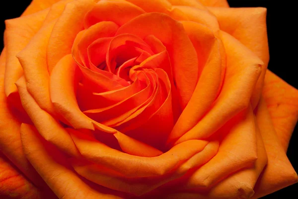 Close up image of single orange rose — Stock Photo, Image