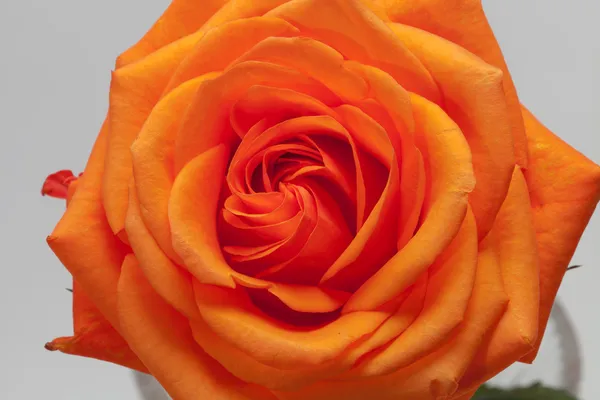 Nahaufnahme Bild einer einzelnen orangen Rose — Stockfoto