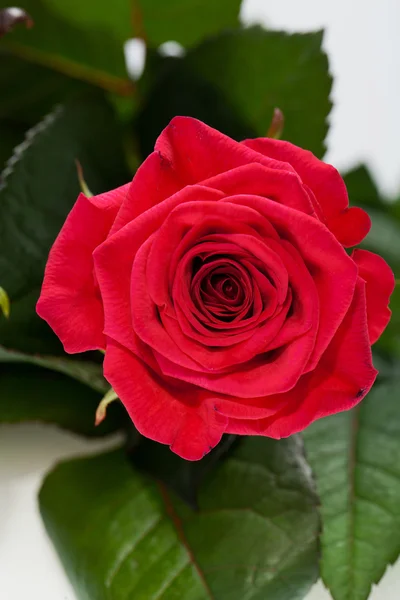 Red rose close-up — Stock Photo, Image