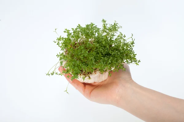 Fresh cress in the hand isolated on white background — Stock Photo, Image