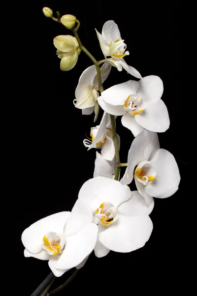 Orchidée blanche isolée sur noir — Photo