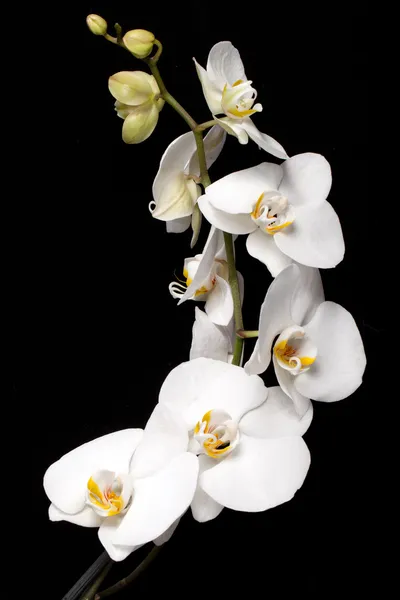 Weiße Orchidee isoliert auf schwarz Stockbild