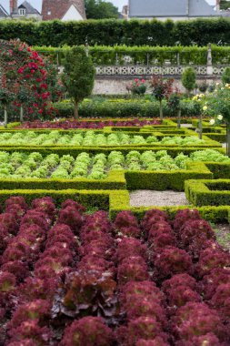 Villandry Şatosu 'ndaki mutfak bahçesi. Loire Vadisi, Fransa