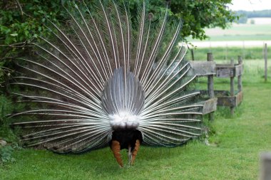 arkadan gördüm güzel tüyleri gösterilen peacock