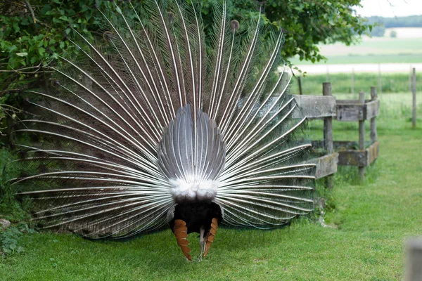 Paon montrant ses belles plumes, vues de derrière — Photo