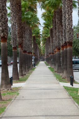 bitmeyen avenue avuç'manacor yılında. Majorca, İspanya