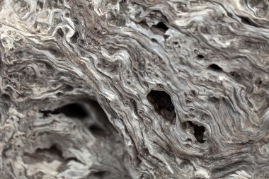 zeytin ağacının gövde