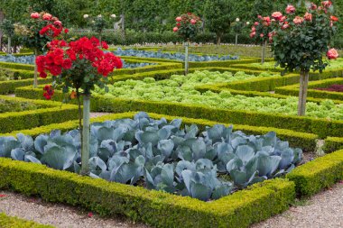 Villandry Şatosu 'ndaki mutfak bahçesi. Loire Vadisi, Fransa