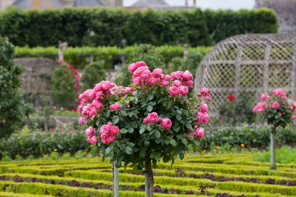 Kuchyňská zahrada v Chateau de Villandry. Loire Valley, Francie — Stock fotografie