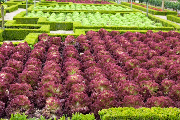 Kitchen garden in Chateau de Villandry. Loire Valley, France