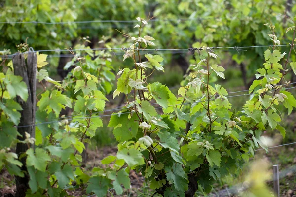 Staré vinice v období květu. Toskánsko, Itálie — Stock fotografie