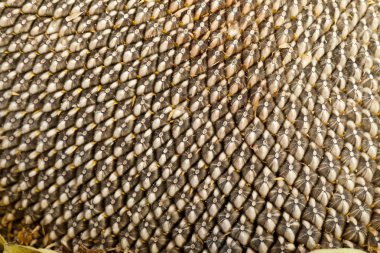 büyük ayçiçeği çekirdeği ile kulak