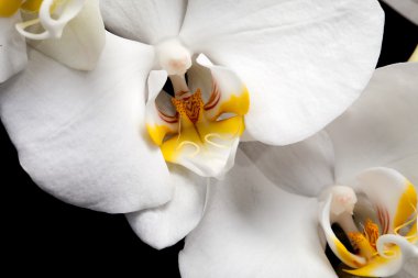 izole siyah üzerine beyaz orkide