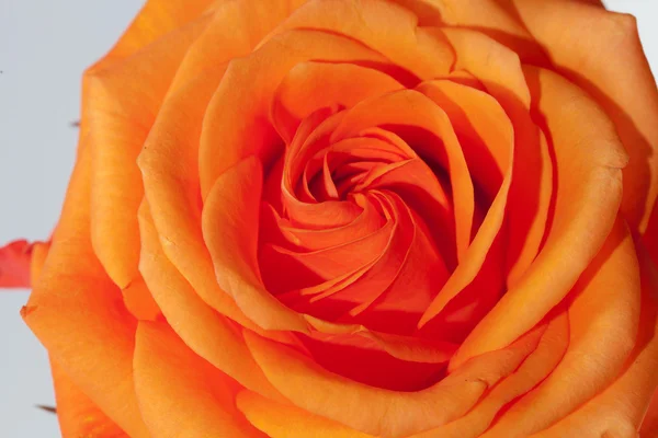 Imagen de cerca de una rosa naranja — Foto de Stock