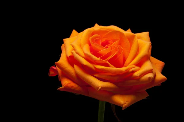 Close up image of single orange rose — Stock Photo, Image