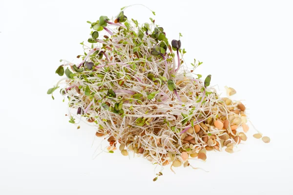 健康的な食事だ。白い背景に隔離された新鮮な芽 — ストック写真