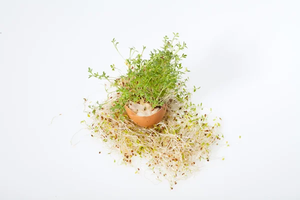 Brotes frescos de alfalfa aislados sobre fondo blanco — Foto de Stock