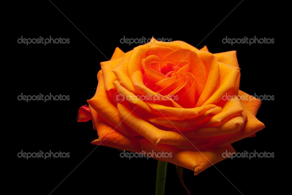 Close up image of single orange rose — Stock Photo © wjarek #37894533