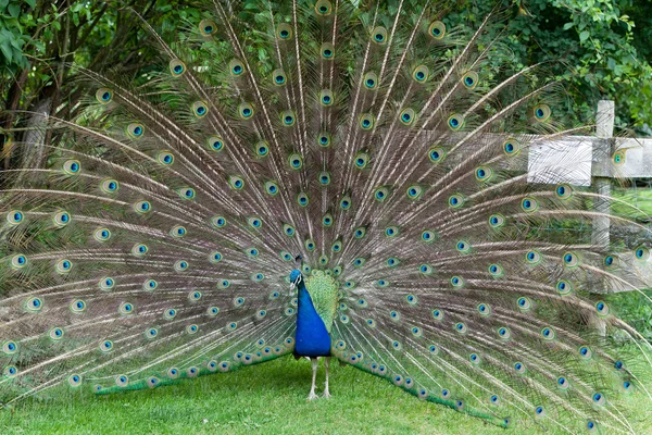 Paon montrant ses belles plumes — Photo