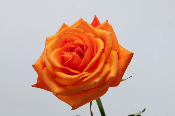 Orange einzelne Rose isoliert auf weißem Hintergrund — Stockfoto