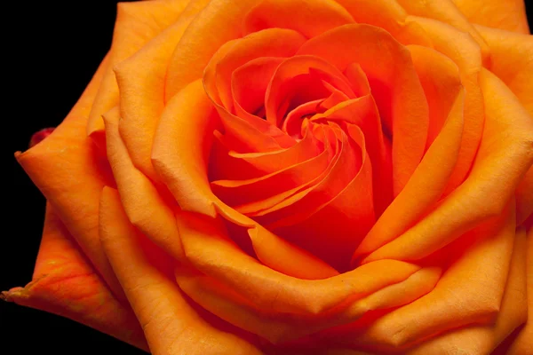Imagen de cerca de una rosa naranja —  Fotos de Stock