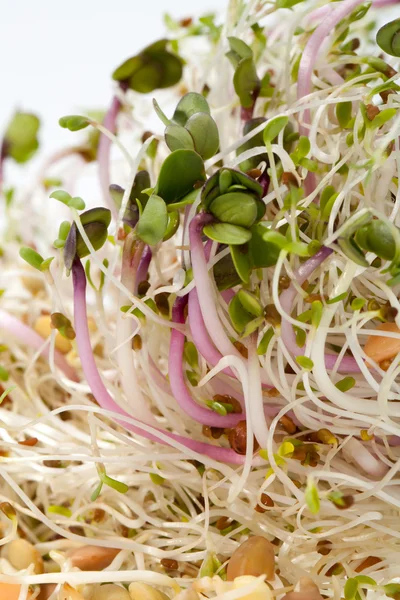 La dieta saludable. Brotes frescos aislados sobre fondo blanco — Foto de Stock