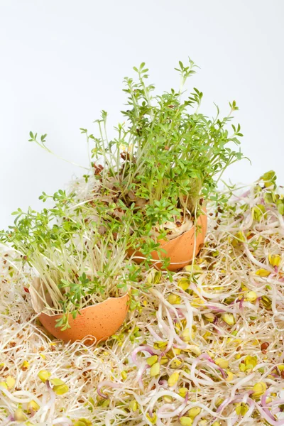 Fresh Alfalfa Sprouts and Spring Easter Egg — Stock Photo, Image