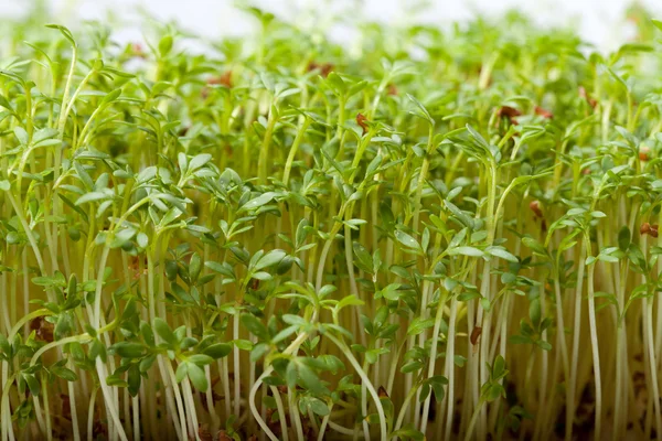 Cress seedlings — Stock Photo, Image