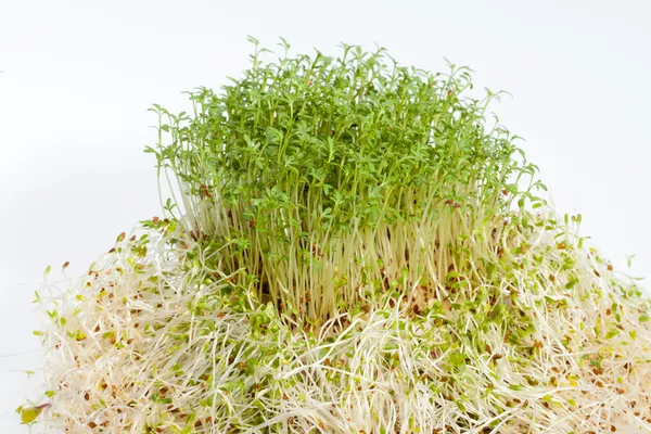 Fresh alfalfa sprouts and cress on white background — Stock Photo, Image