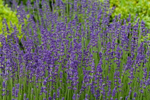 Gärten mit dem blühenden Lavendel auf Schlössern im Tal der Loire — Stockfoto