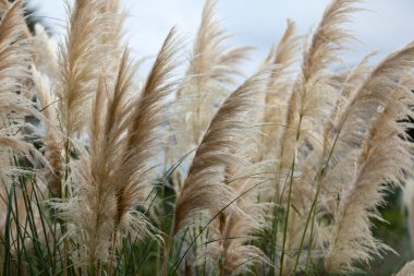 rüzgarda sazlık yediveren veya pampas grass