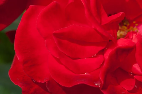 La rosa rossa con petali disposti nella forma di labbra — Foto Stock