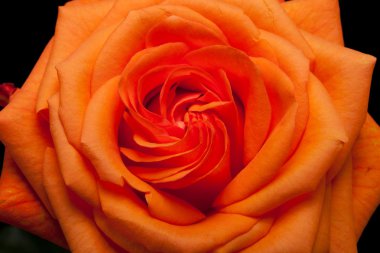 Tek turuncu gül görüntü kadar yakın