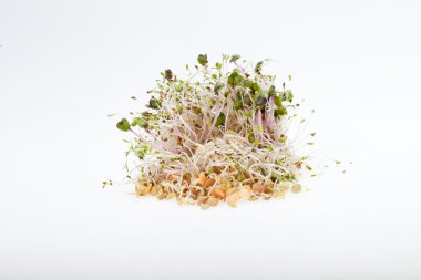 Sağlıklı beslenme. Beyaz arkaplanda taze filizler izole edildi