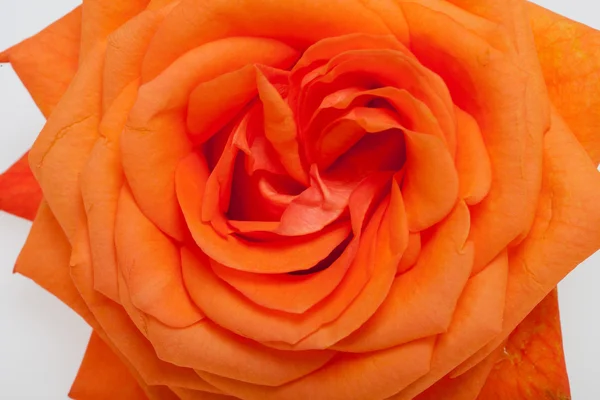 Oranje één rose geïsoleerd op witte achtergrond — Stockfoto