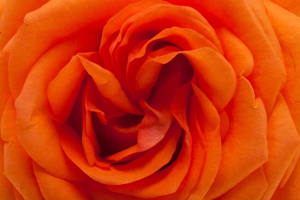 Oranje één rose geïsoleerd op witte achtergrond — Stockfoto