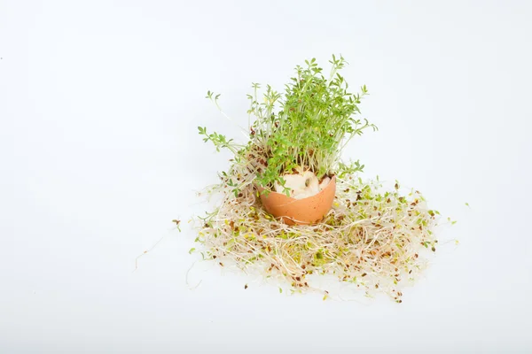 Brotos de alfafa frescos e ovo de Páscoa da primavera — Fotografia de Stock