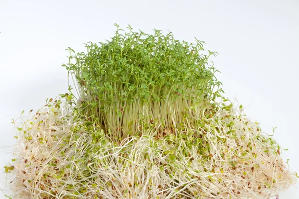 Fresh alfalfa sprouts and cress on white background — Stock Photo, Image