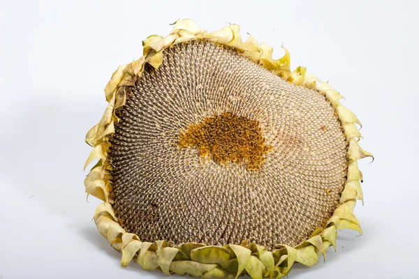Girasol con semillas aisladas sobre fondo blanco — Foto de Stock