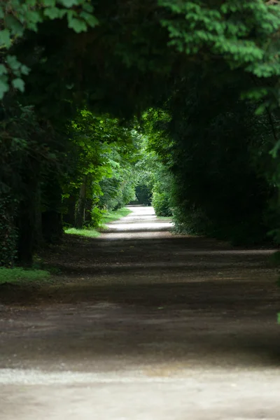 在法国舍农索城堡的理由的树木的大道. — 图库照片