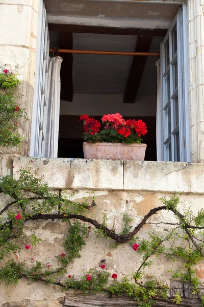 Окно с цветами герань и розы — стоковое фото