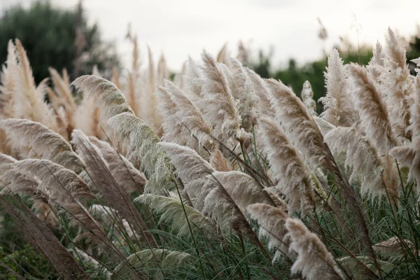 Cortaderia selloana oder Pampasgras, das im Wind weht — Stockfoto