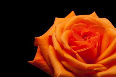 Tek turuncu gül görüntü kadar yakın