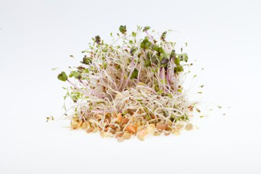 Sağlıklı beslenme. Beyaz arkaplanda taze filizler izole edildi