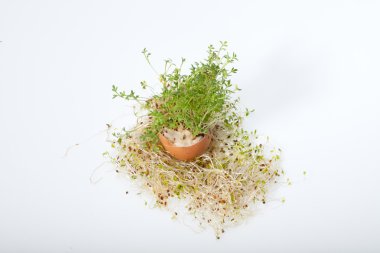 Taze Alfalfa Filizleri ve Paskalya Yumurtası