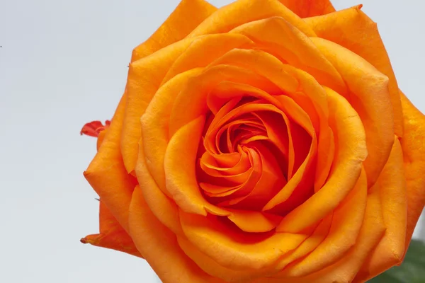 Orange single rose isolated on white background — Stock Photo, Image