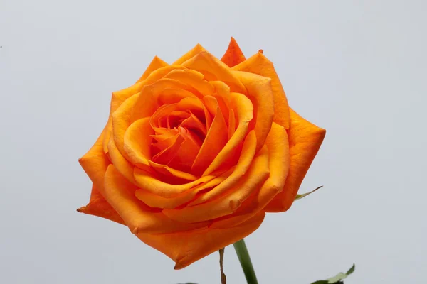 Orange einzelne Rose auf weißem Hintergrund — Stockfoto