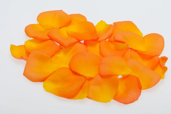 Petals of the orange-rose on the white background — Stock Photo, Image